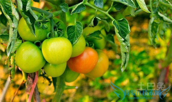 番茄种植方法 番茄种植方法