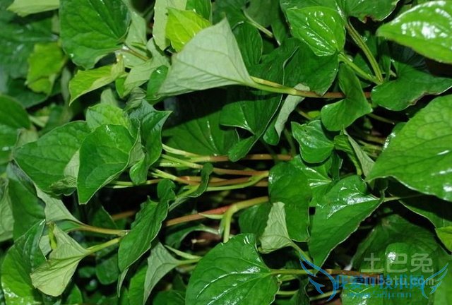 鱼腥草的功效与作用 鱼腥草的功效与作用