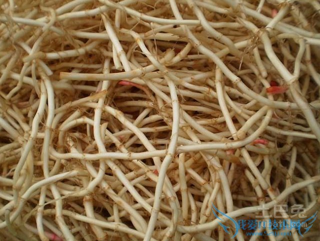 鱼腥草的功效与作用 鱼腥草的功效与作用