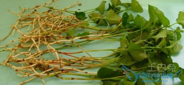 鱼腥草的功效与作用 鱼腥草的功效与作用