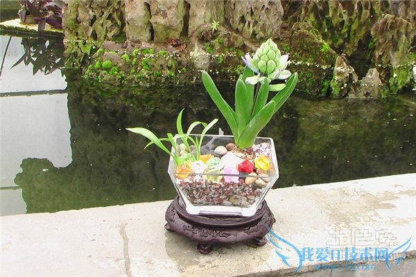 水培花卉栽培与鉴赏