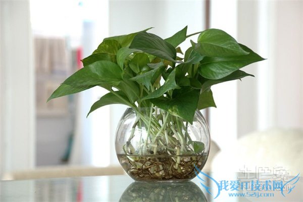 水培花卉栽培与鉴赏