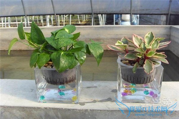 水培花卉栽培与鉴赏