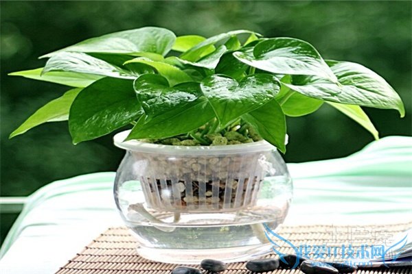 水培花卉栽培与鉴赏