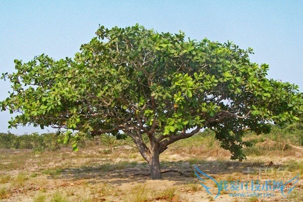 腰果树种植 腰果树种植