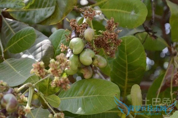 腰果树种植 腰果树种植