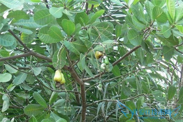 腰果树种植 腰果树种植