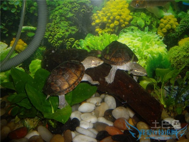 巨头麝香龟饲养 巨头麝香龟饲养