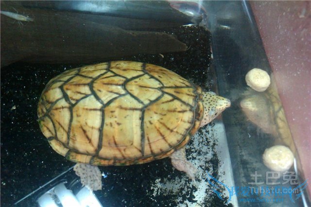 巨头麝香龟饲养 巨头麝香龟饲养