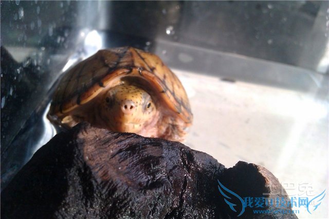巨头麝香龟饲养 巨头麝香龟饲养