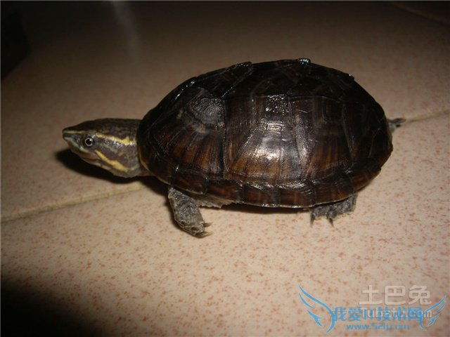 巨头麝香龟饲养 巨头麝香龟饲养