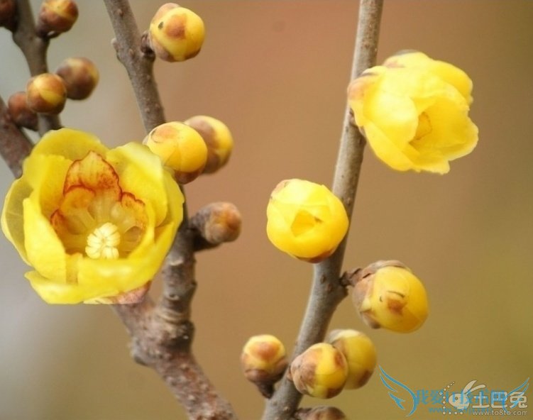 腊梅花怎么养 腊梅的养殖注意事项