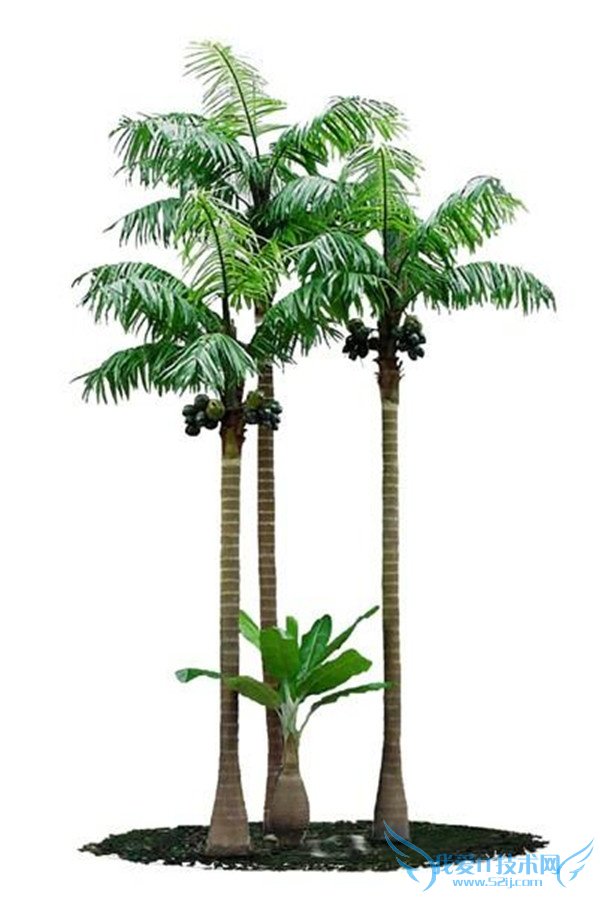 椰子树 椰子树