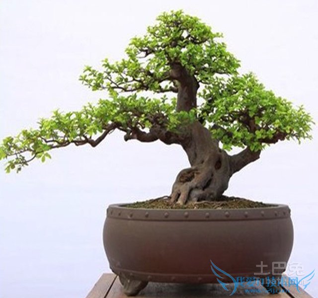 榆树盆景修剪 榆树盆景修剪