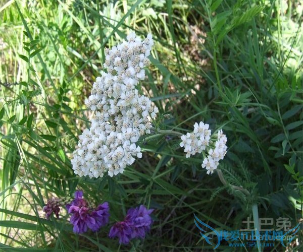 蓍草花语