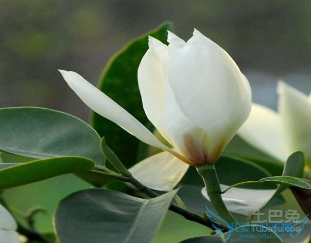 深山含笑图片 深山含笑图片