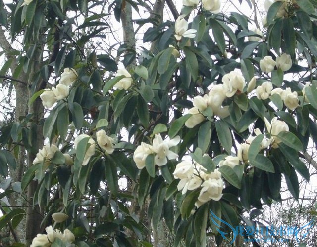 深山含笑图片 深山含笑图片