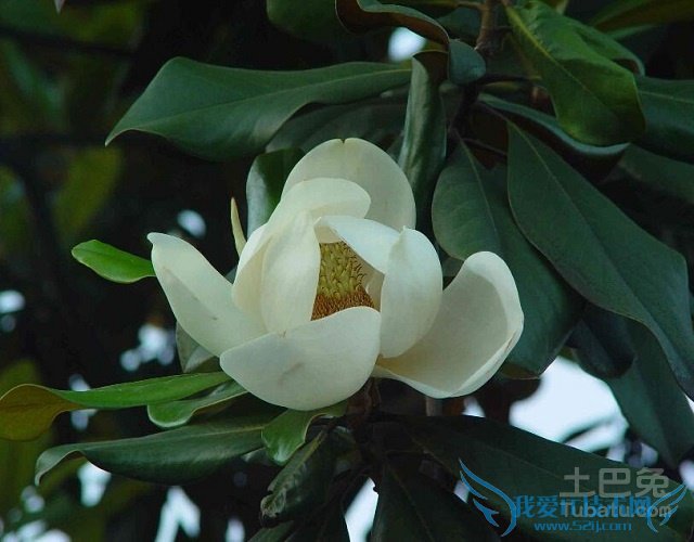 深山含笑图片 深山含笑图片