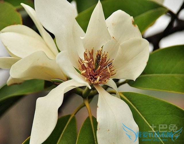 深山含笑图片 深山含笑图片