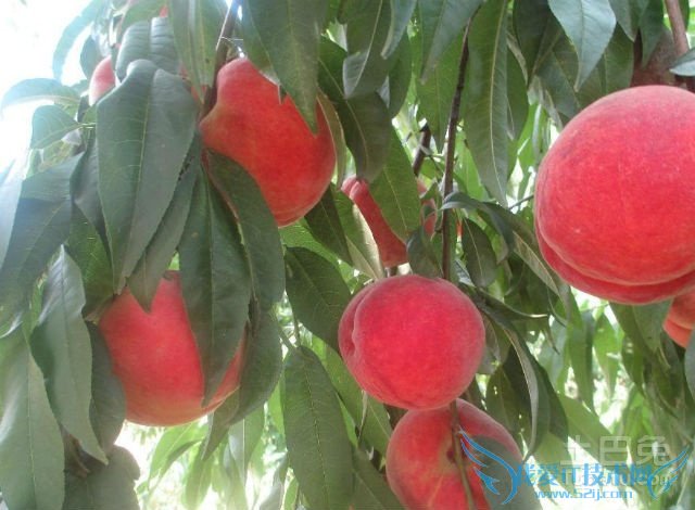 桃树品种
