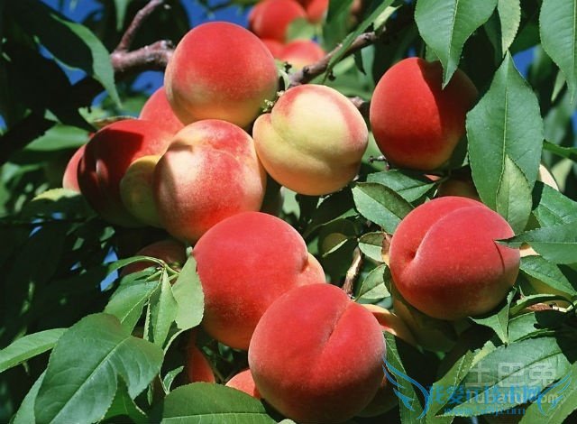 桃树品种