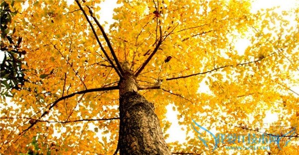 白果树种植 白果树种植