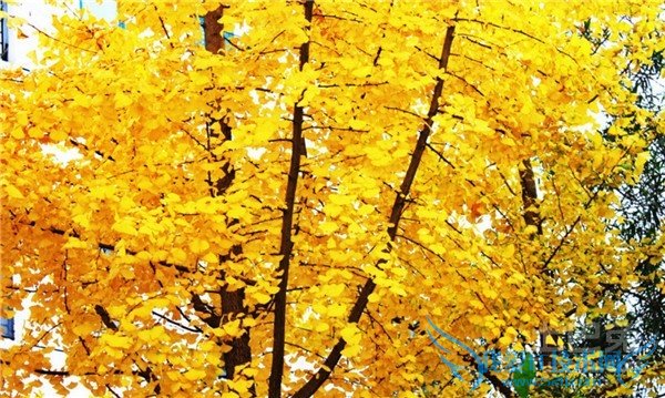 白果树种植 白果树种植