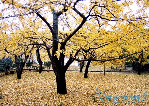 白果树种植 白果树种植