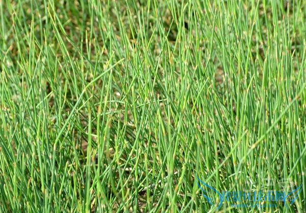 麻黄价格 麻黄价格