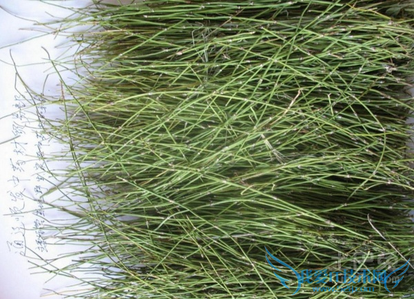 麻黄价格 麻黄价格