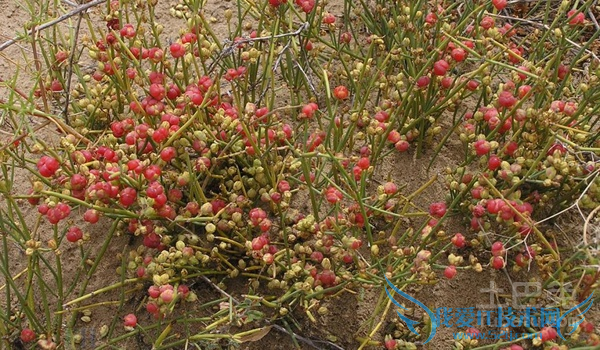 麻黄价格 麻黄价格
