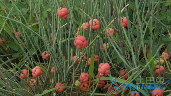 麻黄价格 麻黄价格