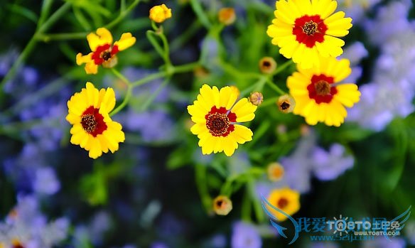 雪菊的功效与作用及食用方法