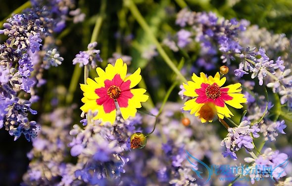 雪菊的功效与作用及食用方法