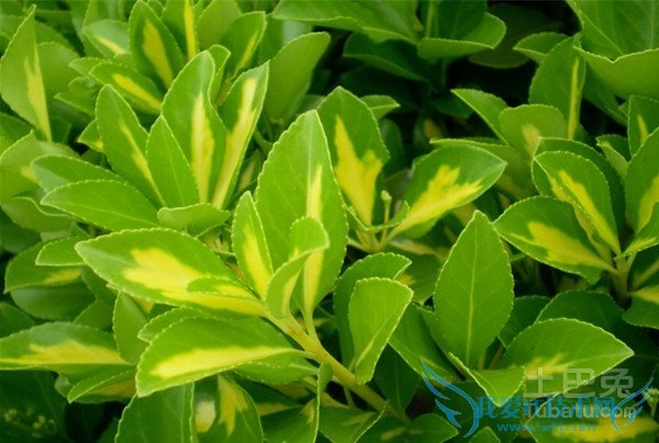 大叶黄杨球病虫害 大叶黄杨球病虫害