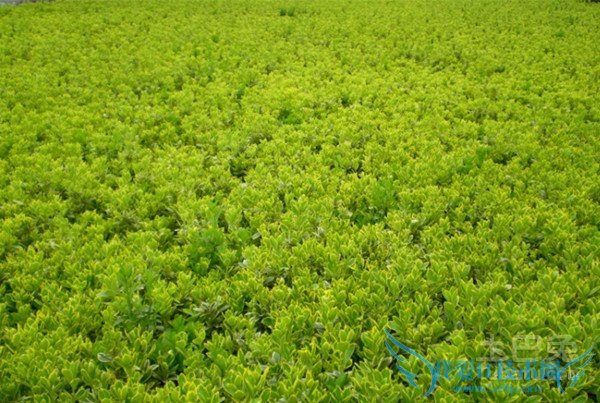 大叶黄杨球病虫害 大叶黄杨球病虫害