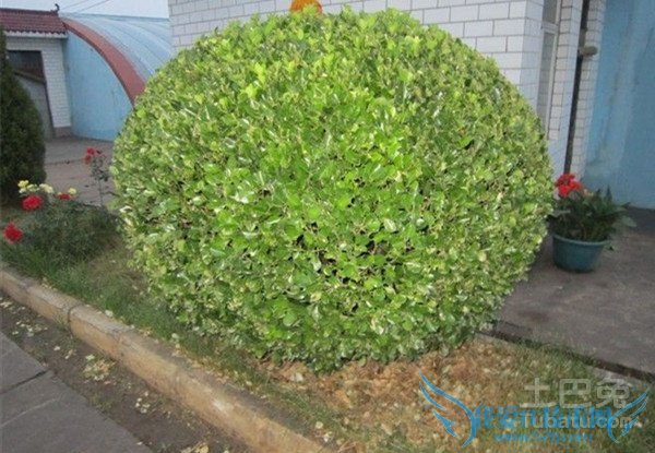 大叶黄杨球病虫害 大叶黄杨球病虫害