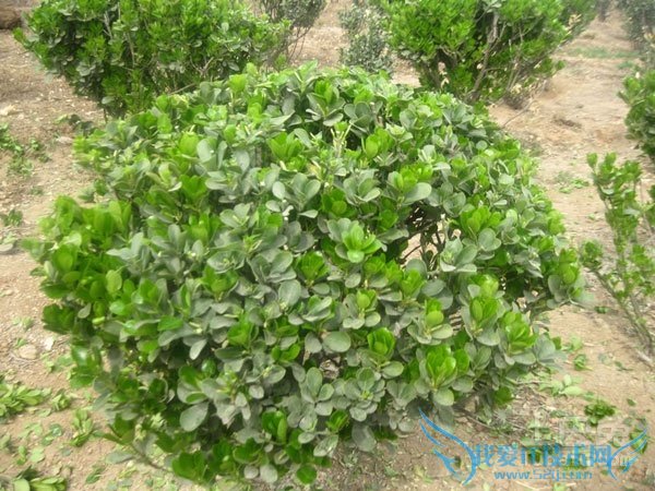 大叶黄杨球病虫害 大叶黄杨球病虫害