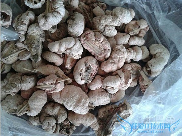 竹黄泡酒 竹黄泡酒