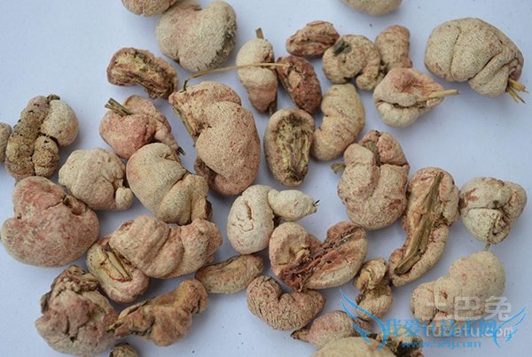 竹黄泡酒 竹黄泡酒