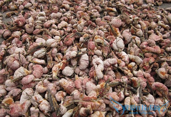 竹黄泡酒 竹黄泡酒