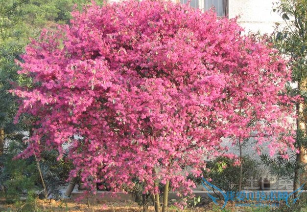 红花继木种植 红花继木种植