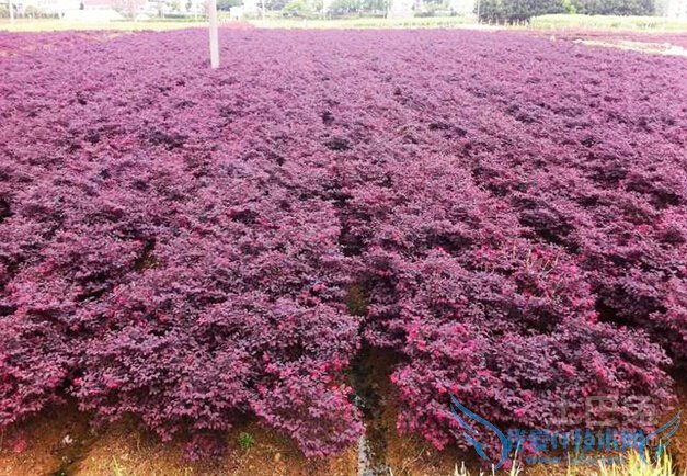 红花继木种植 红花继木种植