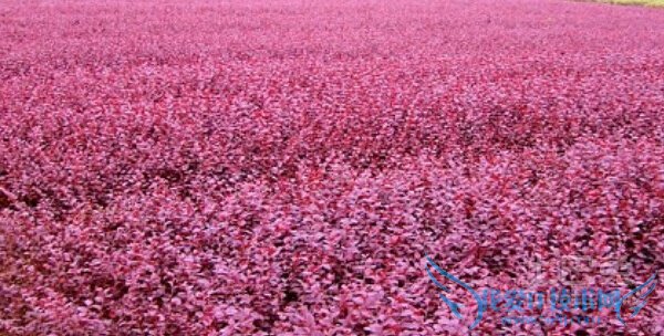 红花继木种植 红花继木种植