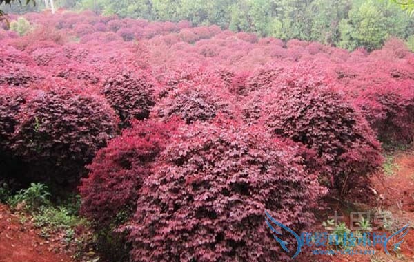 红花继木种植 红花继木种植