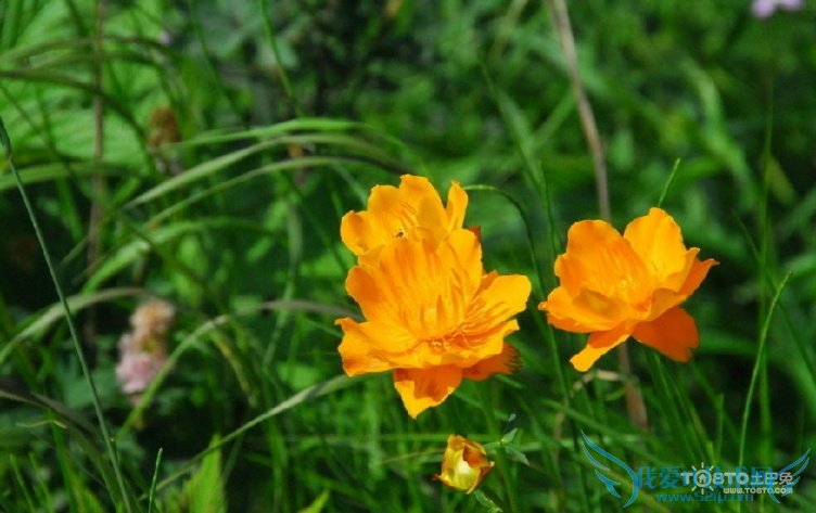 金莲花的功效与作用及食用方法 副作用有哪些