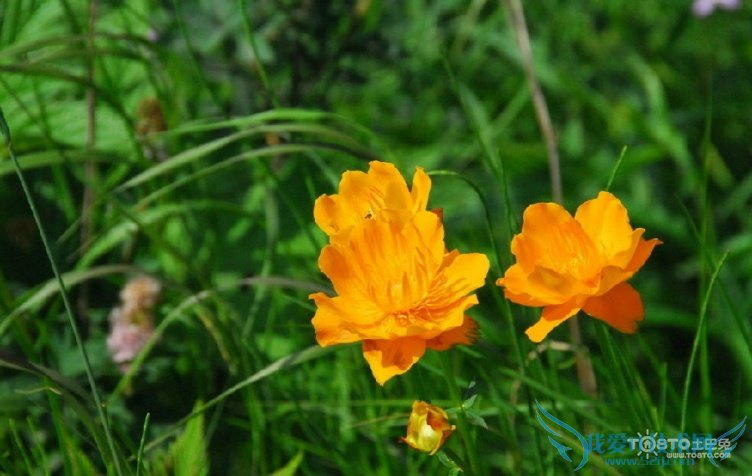 金莲花的功效与作用及食用方法 副作用有哪些