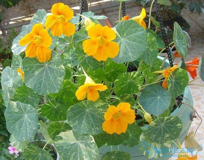 金莲花的功效与作用及食用方法 副作用有哪些