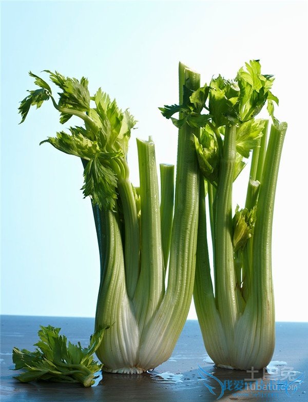 芹菜的功效与作用 芹菜的功效与作用