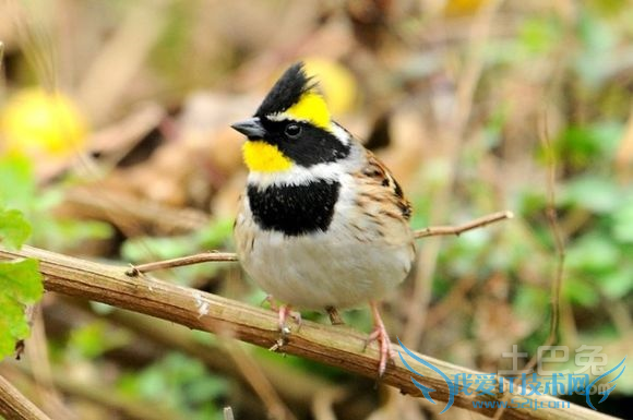 禾花雀养殖 禾花雀养殖